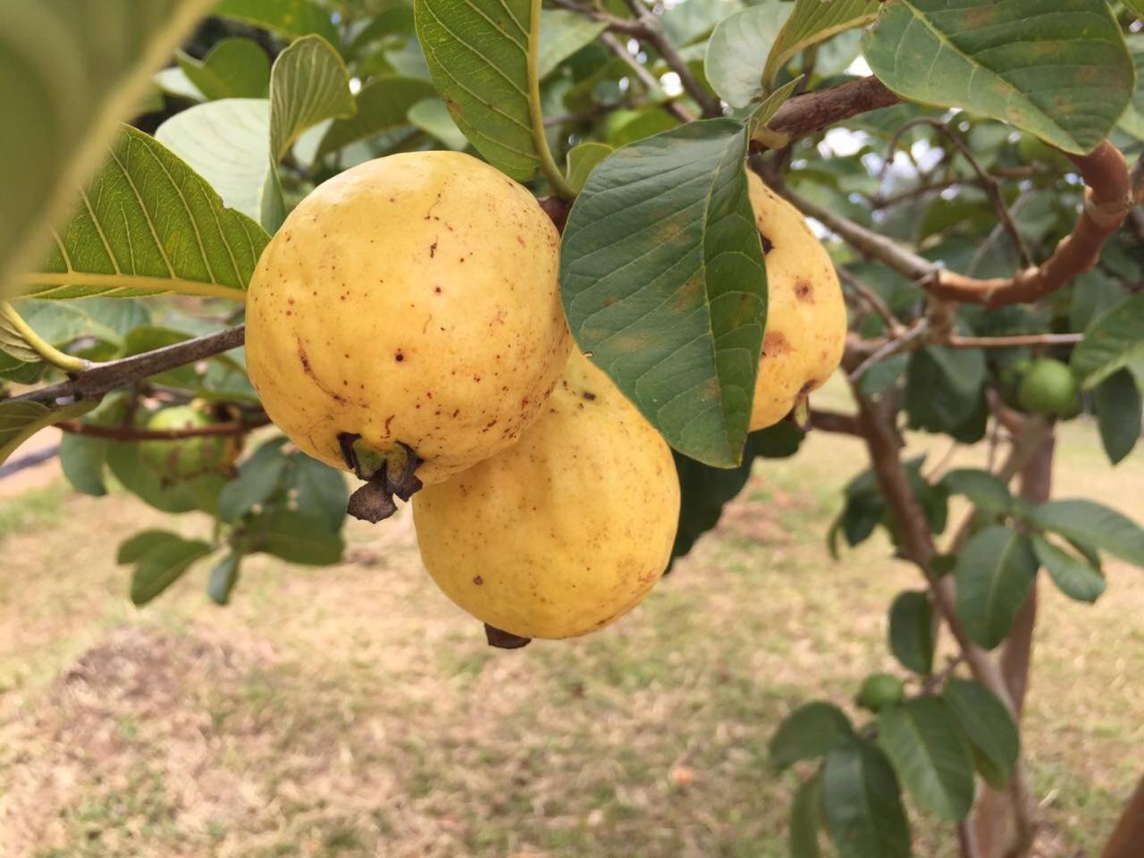 Pousada Agua Limpa Virgínia 외부 사진